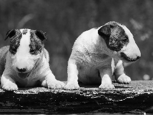 Dogs, white and brown, Bulteriery, puppies
