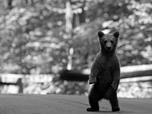 Street, teddy bear, brown