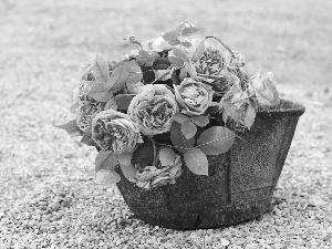 bucket, Pink, roses