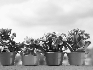 Flowers, color, Buckets, potted