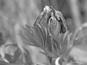 anemone, bud