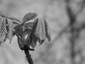 chestnut, bud