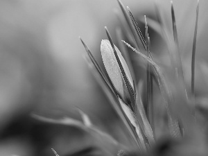 bud, Yellow, crocus