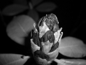 rhododendron, bud
