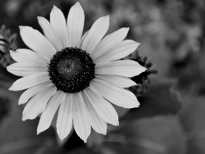 Sunflower, bud