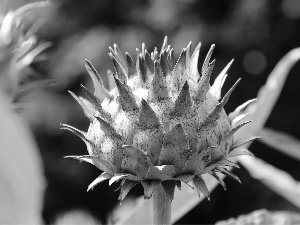 teasel, bud