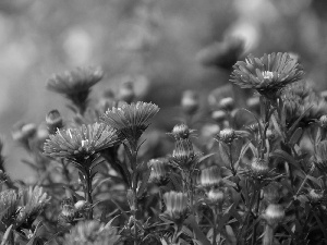 Buds, purple, Astra