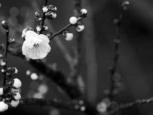 Spring, flourishing, Buds, branch pics