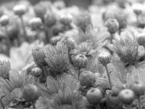 Buds, change, Chrysanthemums