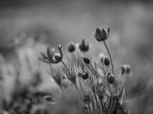 Buds, pasque, Flowers