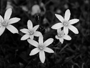 Ornithogalum, White, Flowers