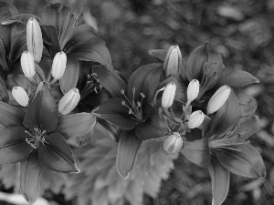 Buds, Red, lilies