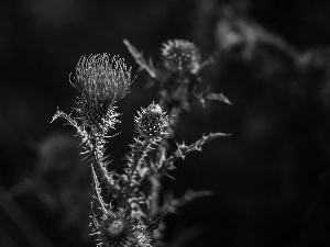 teasel, Buds