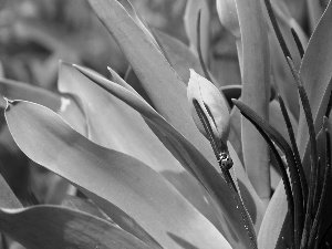 Buds, ladybird, Tulips