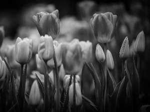 Buds, Purple, Tulips