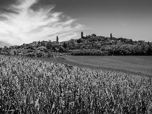 buildings, Italy, corn, red weed, Field