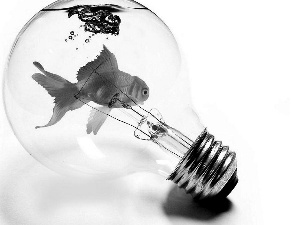 bulb, Fish, ##