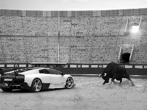 Lamborghini, Stadium, Bull, Murcielago