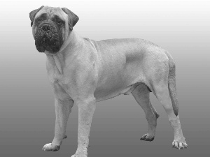 Bullmastiff