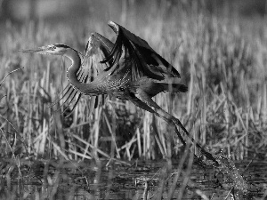 heron, bulrush