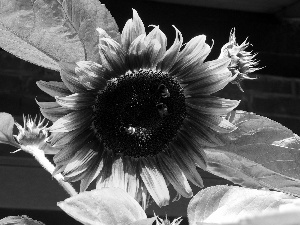 Yellow, Three, Bumblebees, Sunflower