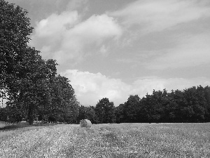 bunch, summer, Field