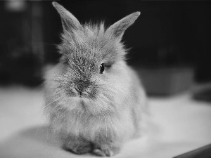 small, Bunny