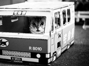 cat, bus