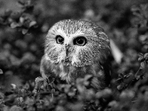 Bird, color, Bush, owl