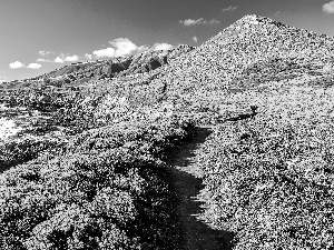 Coast, Mountains, Bush, sea