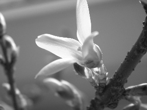 forsythia, Spring, Bush, Colourfull Flowers