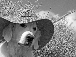 dog, Yellow, Bush, Hat