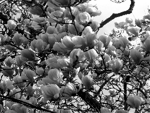 flower, Magnolia, Flowers, Bush