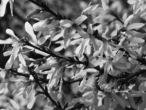 forsythia, Flowers, Bush, Yellow