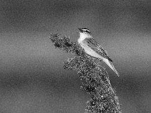 Bush, birds, linnet