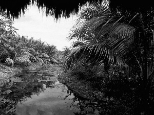 Bush, River, Palms