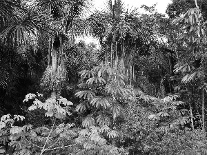 Palms, Bush