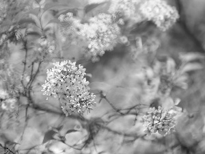 Pink, Twigs, without, Bush