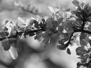 quince, Bush