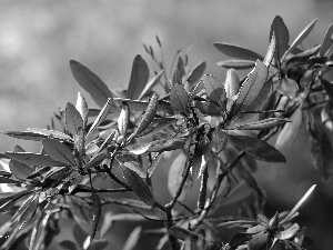 Leaf, Bush, azalea, rhododendron, rhododendron