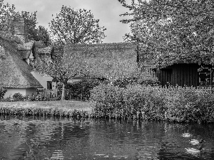 River, Houses, Bush, ducks