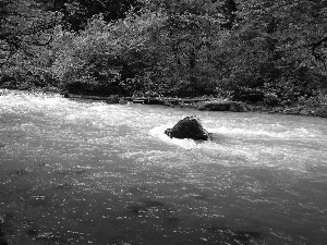 River, rocks, Bush, forest