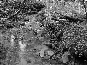 Bush, River, Stones