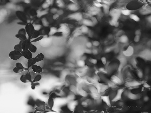 Berberis Thunbergii, Leaf, Bush, Red