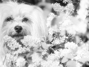 flower, Bush, White, dog, Maltese