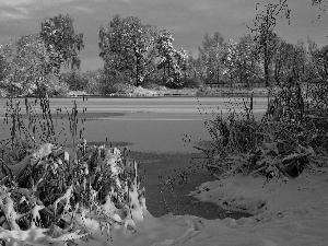 trees, frozen, Bush, winter, viewes, lake