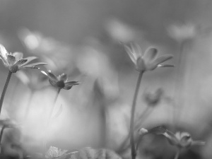 fig buttercup, Flowers, Insect, Yellow