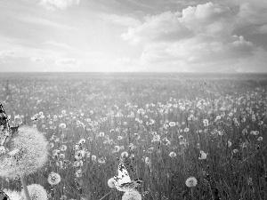 butterflies, Meadow, dandelions