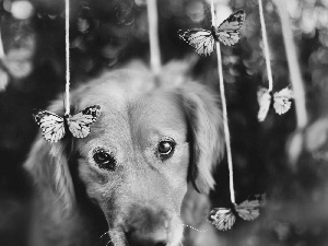 sad, butterflies, Golden Retriever, dog
