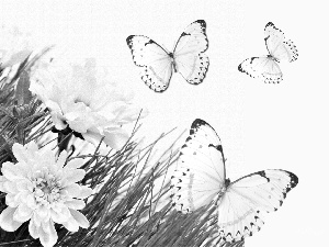 butterflies, White, Flowers